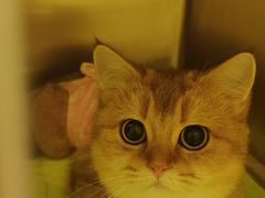 -悦宠动物医院(京丰分院)
