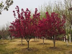 -武清南湖绿博园