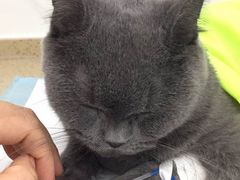 -伟伟宠物医院·CT影像中心·瑞派犬猫综合性门诊(汉口总院)