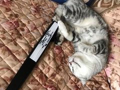 -关爱宠物医院·猫科中心·消化科(滨湖万达分院)