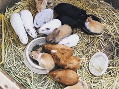 -宫城藏王狐狸村