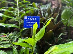 -中国科学院西双版纳热带植物园