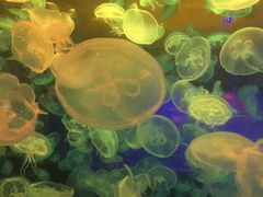 -华夏文旅西安度假区