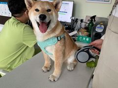 -艾吉宠物医院·疑难杂症转诊中心·猫友好(碧江路院)
