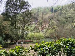 -都江堰中华大熊猫苑