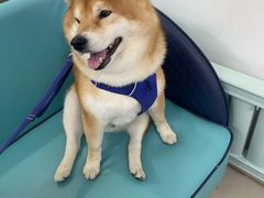 -北京观赏动物医院·24小时大型综合·猫专科·异宠专科