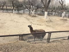 -青藏高原野生动物园