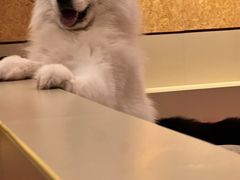 -和它·交个朋友·狗咖猫咖(爱琴海店)