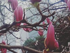 -重庆市江北嘴中央商务区中央公园