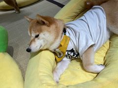-逗柴咖啡屋·狗咖猫咖宠物桌游