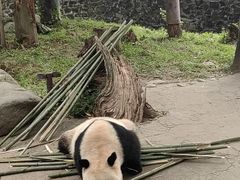 -都江堰中华大熊猫苑