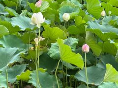 -莲花池公园