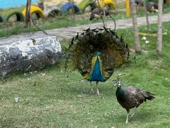 -合肥滨湖国家森林公园