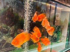 -华夏良子·足道SPA艾灸(王府井店)
