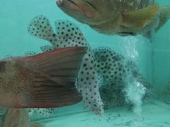 -潮福城大酒楼·潮味粤品·港式点心(湖滨北路店)