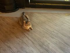 -瑞派宠物医院(搏威敦和院)