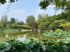-嘉定紫藤园
