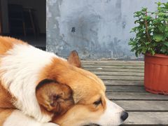 景观位-22cafe