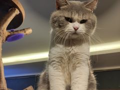 -more than meow吴止猫主题餐厅(承德 中船汇店)