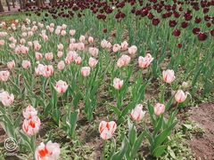 -长春公园(普阳街道)