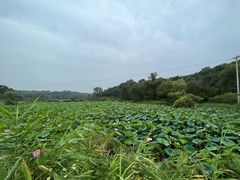 -大青沟风景区