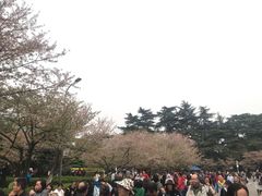 -武汉大学-樱园