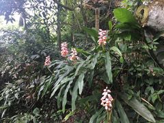 -海南铜鼓岭景区