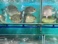 -南海渔家•海鲜•正宗海南菜(海棠湾店)