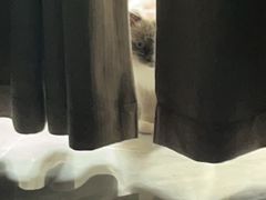 -瑞派宠物医院·犬猫全科·猫友好(宾水西道店)