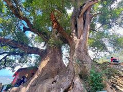 -杨家堂村