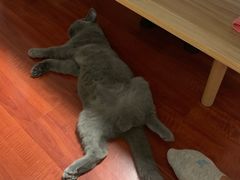 -猫大福·Fortune Cat猫舍(百子湾店)