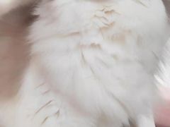 -芭比堂动物医院·犬猫全科·异宠专科(雁塔分院)