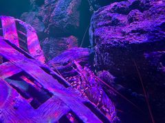 -暹罗海洋世界