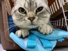 -纳吉亚猫专科动物医院·北北分院