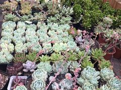 -三圣花乡旅游区