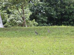 -松山湖梦幻百花洲