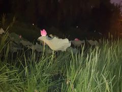 -洛阳市隋唐城遗址植物园