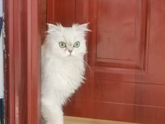 -宠颐生猫科·内科皮肤科(西平世纪城店)