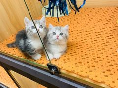-欣宠猫屋·矮脚拿破仑·蓝金金渐层