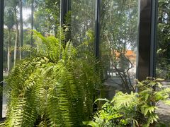 -深圳仙湖植物园