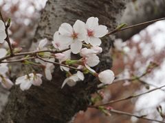 -顾村公园
