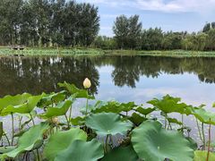 -东郊湿地公园