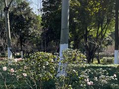 -大渡口区义渡公园