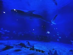 -烟台海昌鲸鲨海洋公园