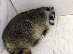 -浣熊柯尔鸭土拨鼠·电玩咖