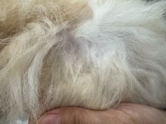 -安安宠医宠物医院·异宠·犬猫内科(岳阳分院)