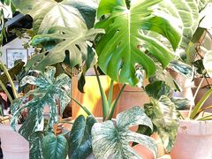 -自由生长植物工作室(深港花卉中心店)
