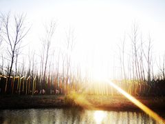 -合肥滨湖国家森林公园