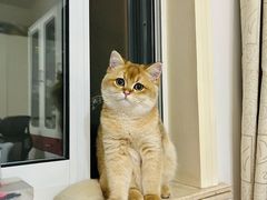 -欣宠猫屋·矮脚拿破仑·蓝金金渐层