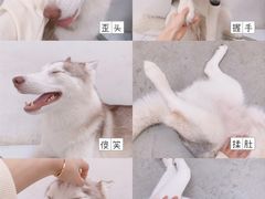 -星多哈·狗咖·拼豆·咖啡
